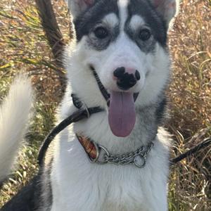A close-up of a husky dog with black and white fur, a pink tongue, and a collar with a chain and a tag, standing outdoors in a grassy area.