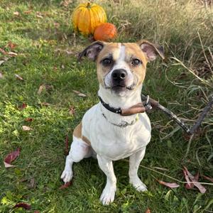 Big Tony, Jack Russell Terrier, adult, available for adoption