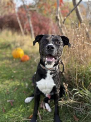 Jet, American Bulldog, adult, available for adoption
