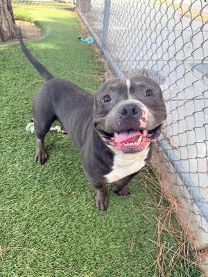 A black and white dog with a happy expression, standing on a grassy area next to a chain-link fence.