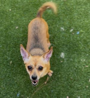 a small dog standing on green grass