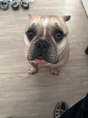 A close-up of a French bulldog looking up with its tongue slightly out, standing on a wooden floor.