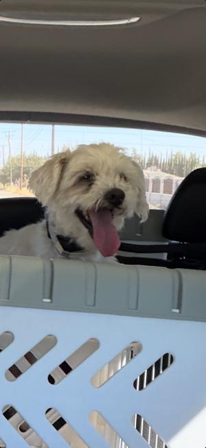 Buttons, Maltese, available for adoption