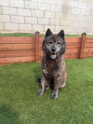 Bear, Chow Chow, young, available for adoption