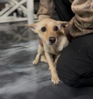 boogie, Terriers (Small), adult, available for adoption