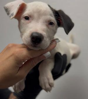 Bamm bamm, Blue Heeler, available for adoption