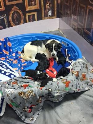 Blueberry, Border Collie, adult, available for adoption