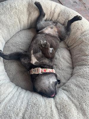 A dog lying on its back in a dog bed, wearing a collar with a patterned design.