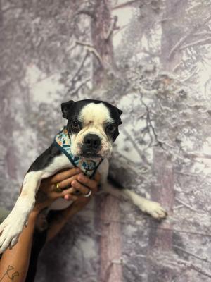 A black and white dog with a blue bandana is being held by a person's hand. The background is a forest scene.