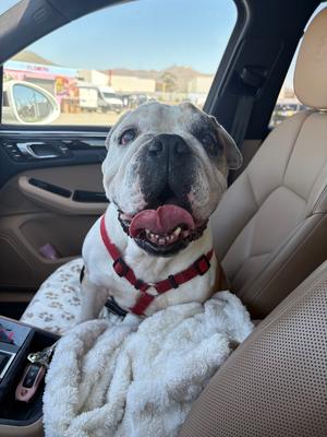 BANGLES, Bulldog, available for adoption