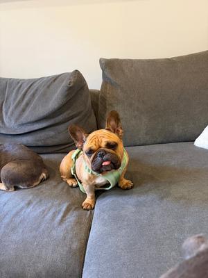 chicken nugget, French Bulldog, available for adoption