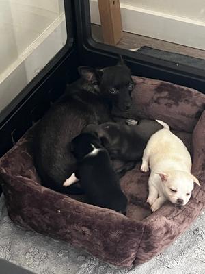 Asada, Chihuahua, available for adoption