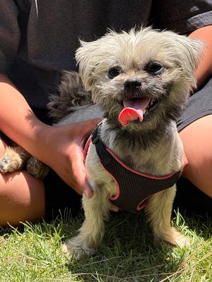 Alyssa, Pug / Maltese, adult, available for adoption