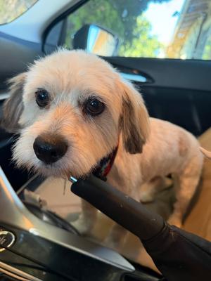 Cherio, Maltese, young, available for adoption