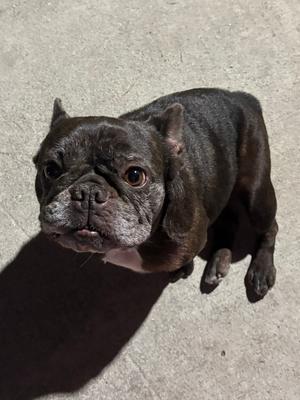 Cherry, French Bulldog, available for adoption