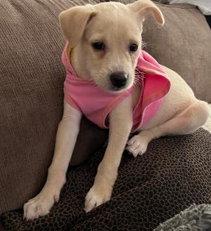 CALI, Chihuahua, available for adoption
