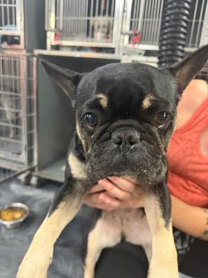 Candy, French Bulldog, adult, available for adoption