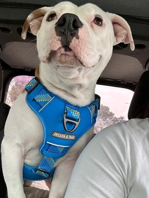 Baby Boy, Pit Bull Terrier, available for adoption