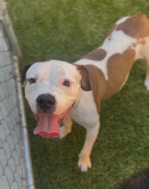 Carrie, Boxer / Staffordshire Bull Terrier, available for adoption