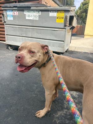 A brown dog on a colorful leash standing in front of a dumpster.