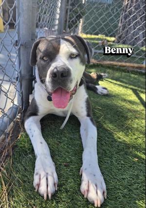 Benny, American Pit Bull Terrier, available for adoption