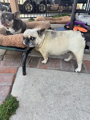 Two French Bulldogs, one gray and white and the other fawn-colored, are sitting on a brown dog bed. The fawn-colored dog is standing on a brick patio, while the gray and white dog is lying on the bed. There is a black metal chair with a purple leash and orange dog toys nearby. The background shows a fence and some greenery.