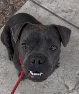 A black puppy with a red leash, looking up at the camera with its mouth slightly open, revealing its teeth.