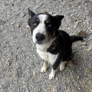 A black and white dog sitting on a gravel surface, looking up at the camera with its ears perked up.