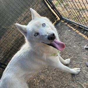A white dog with blue eyes and a pink tongue sticking out, standing in a fenced area.