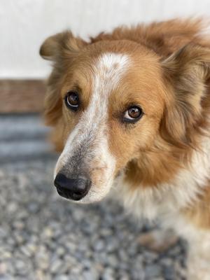 Boo, Australian Cattle Dog / Blue Heeler, adult, available for adoption