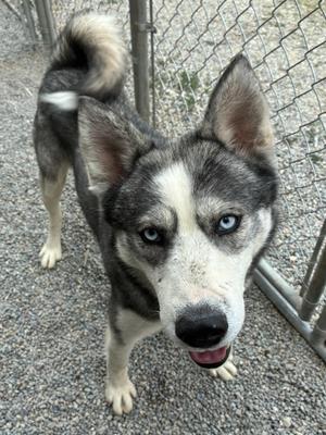 A husky dog with blue eyes and a black and white coat is standing on a gravel surface, looking directly at the camera with its mouth slightly open. The dog is behind a chain-link fence.