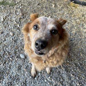 Marshall, Australian Cattle Dog / Blue Heeler, adult, available for adoption