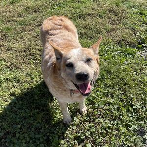 Ruby, Australian Cattle Dog / Blue Heeler, adult, available for adoption