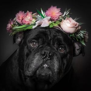 Stella, Bulldog, American, adult, available for adoption