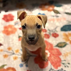 Nah Dog, Mixed Breed (Medium), puppy, available for adoption