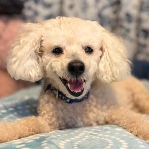 Muppet, Poodle, senior, available for adoption