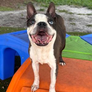 Bentley, Terrier, Boston, senior, available for adoption