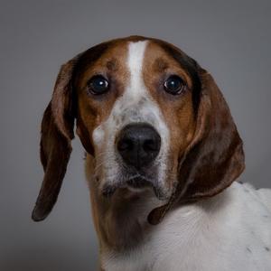 Jack, Coonhound, Treeing Walker, adult, available for adoption