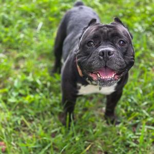 Duchess of Avalon, Bulldog, adult, available for adoption