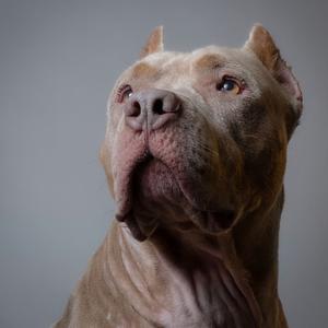 Chino The Chia Pet, Bulldog, American, adult, available for adoption