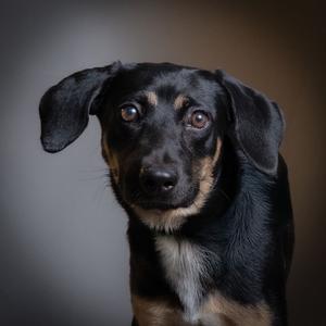 A black and brown dog with floppy ears looking directly at the camera.