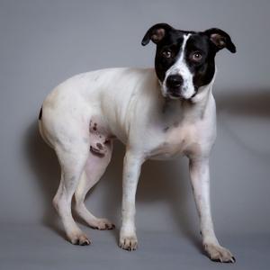 A black and white dog standing on a gray background