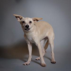 A light-colored dog standing on a gray background