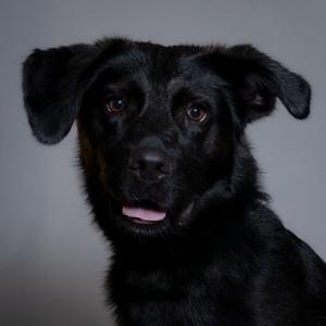 Barry, Retriever, Black Labrador, adult, available for adoption