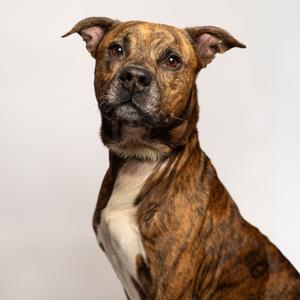 A brindle pit bull mix dog with floppy ears and white chest fur sits against a white background, looking slightly off-camera.