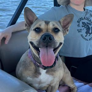 Chelsea, Bulldog, adult, available for adoption