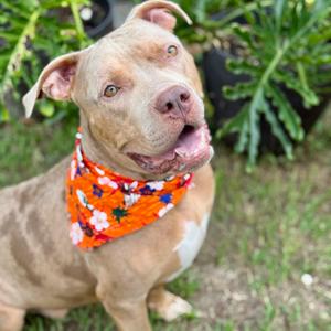 Mustard, Bulldog, American, adult, available for adoption