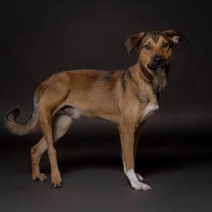 A brown and black dog standing on a dark background