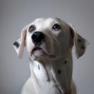 A close-up of a white dog with black spots, looking upwards.