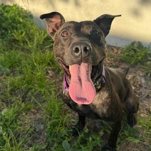 Pepper, Terrier, Pit Bull, adult, available for adoption
